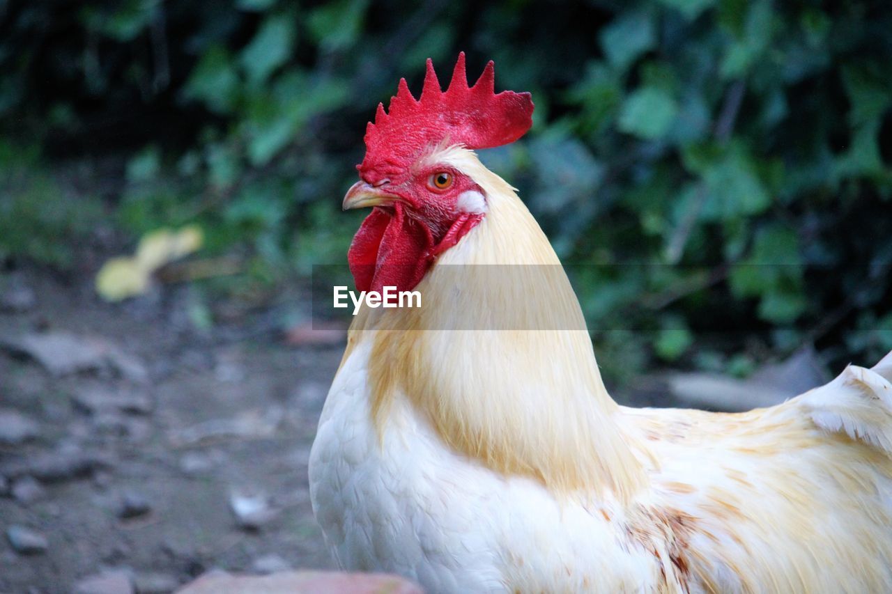 CLOSE-UP OF ROOSTER AGAINST RED BACKGROUND