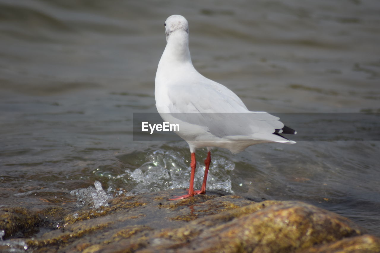 Seagull perching on a sea