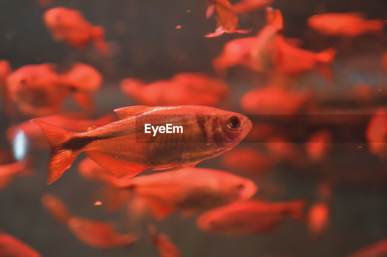 CLOSE-UP OF FISH UNDERWATER