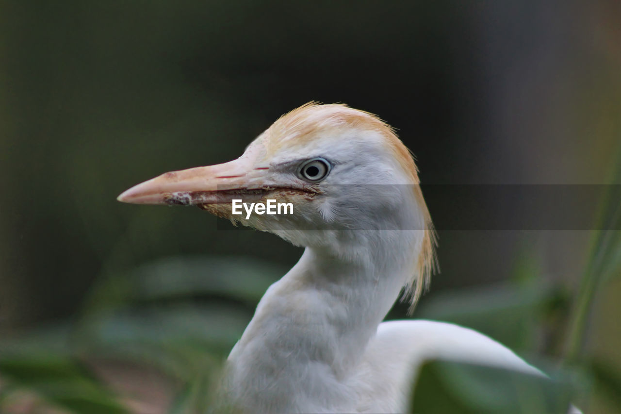 Close-up of white heron