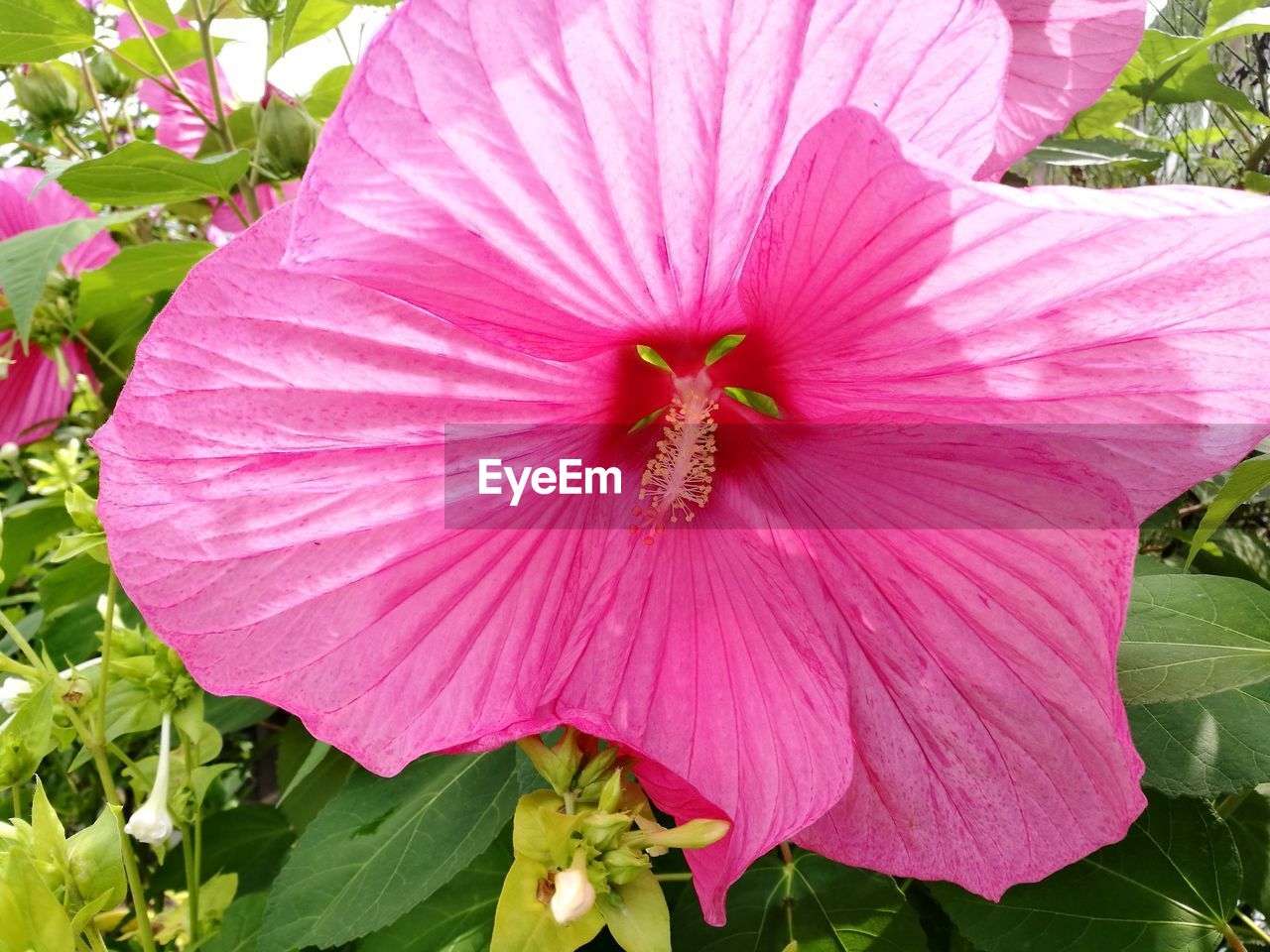 CLOSE-UP OF PINK HIBISCUS BLOOMING