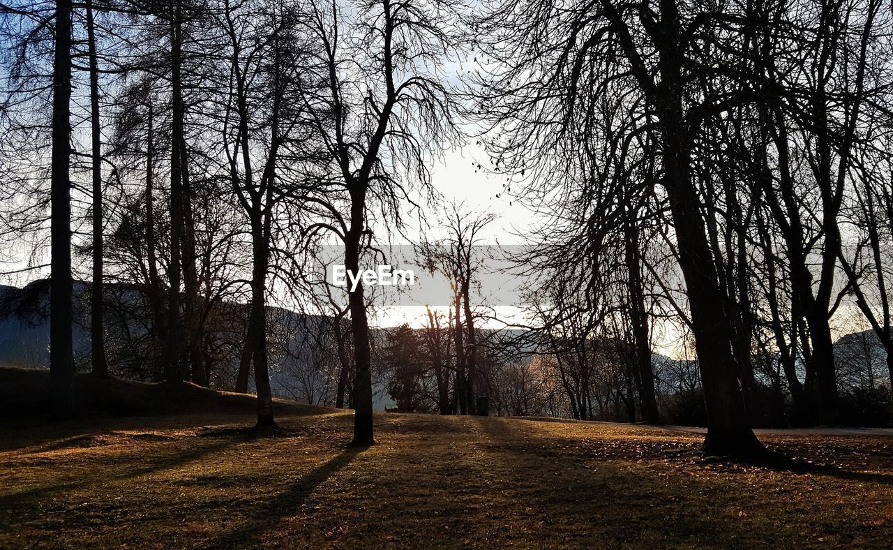 TREES GROWING IN PARK AGAINST SKY