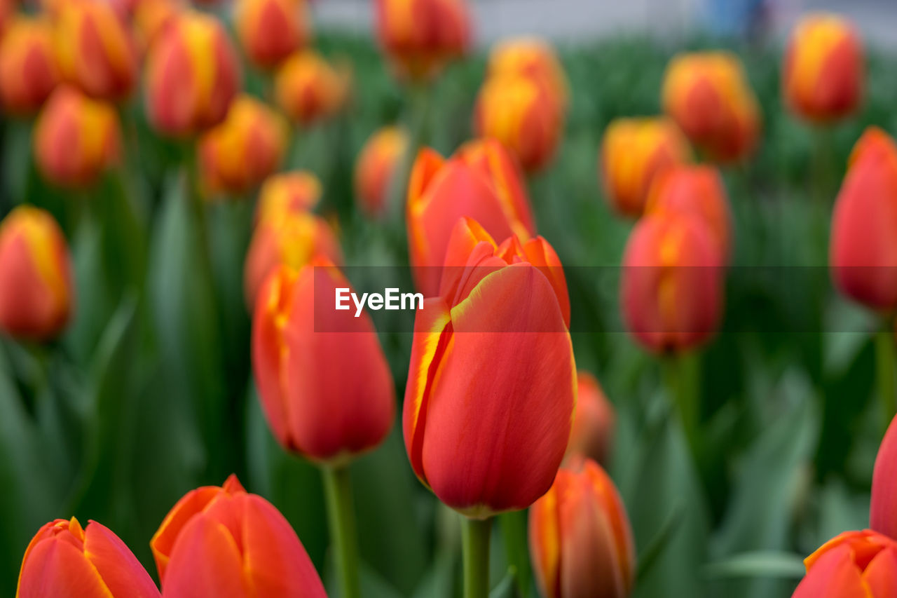 CLOSE-UP OF RED TULIP FLOWERS ON FIELD