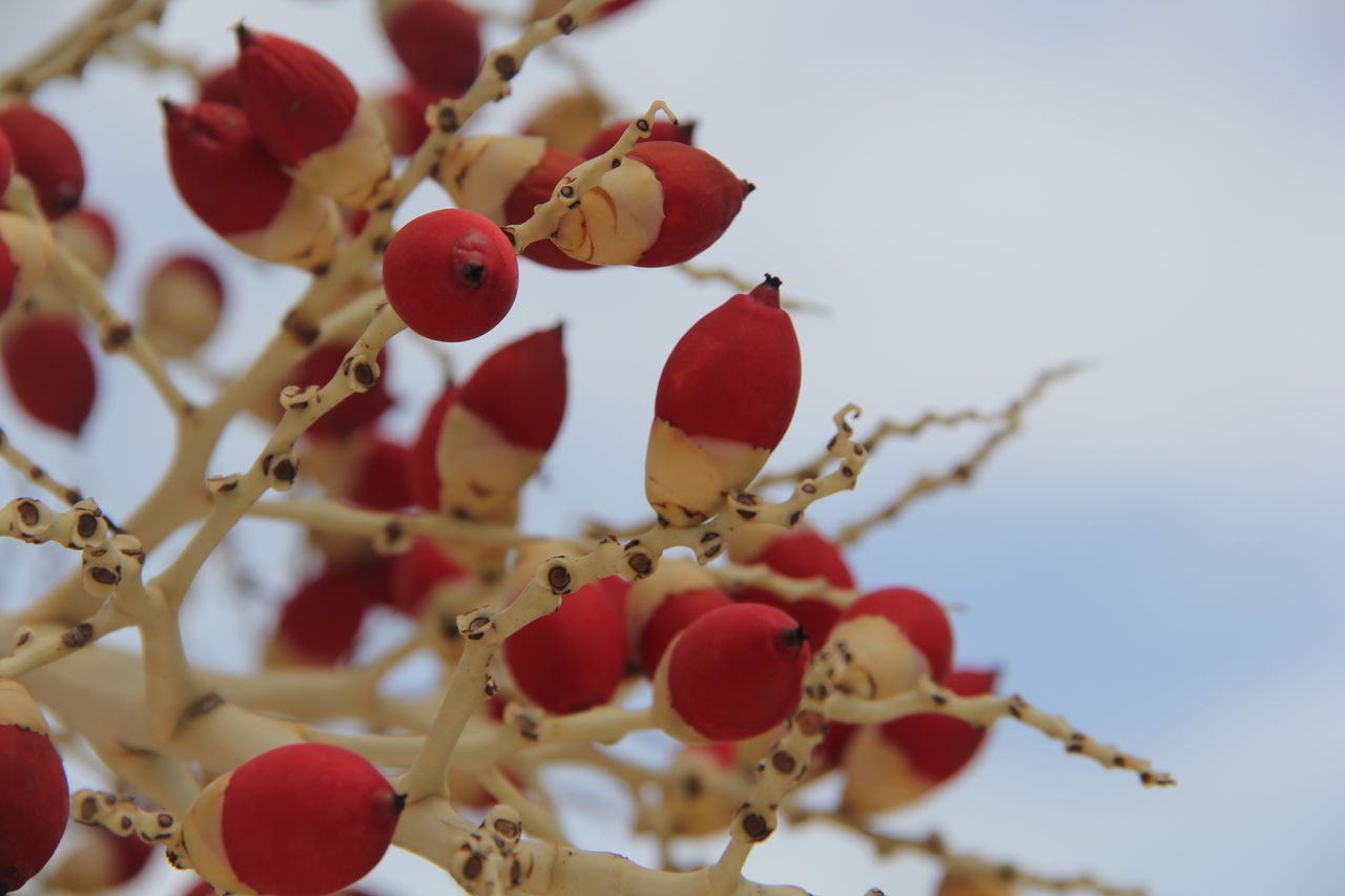 Low angle view of red berries hanging against sky