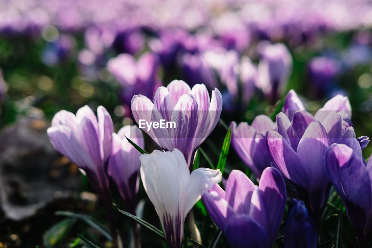 Close-up of purple crocus blooming outdoors