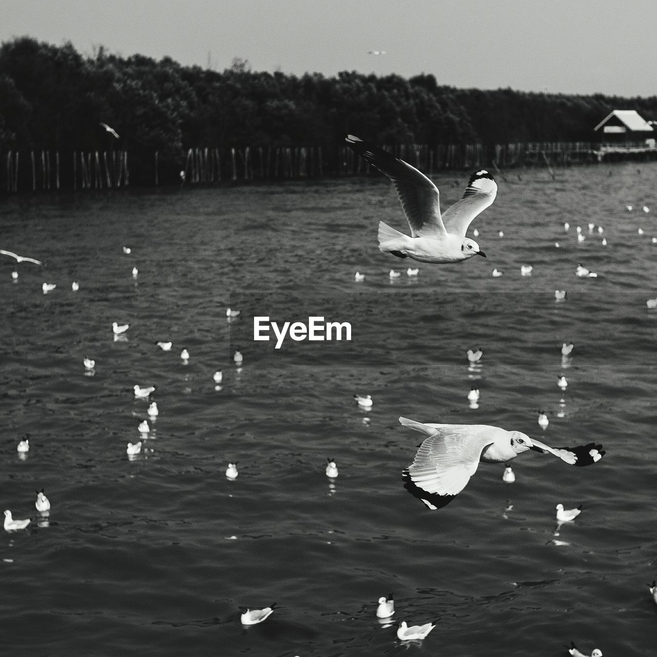 Seagulls flying over river