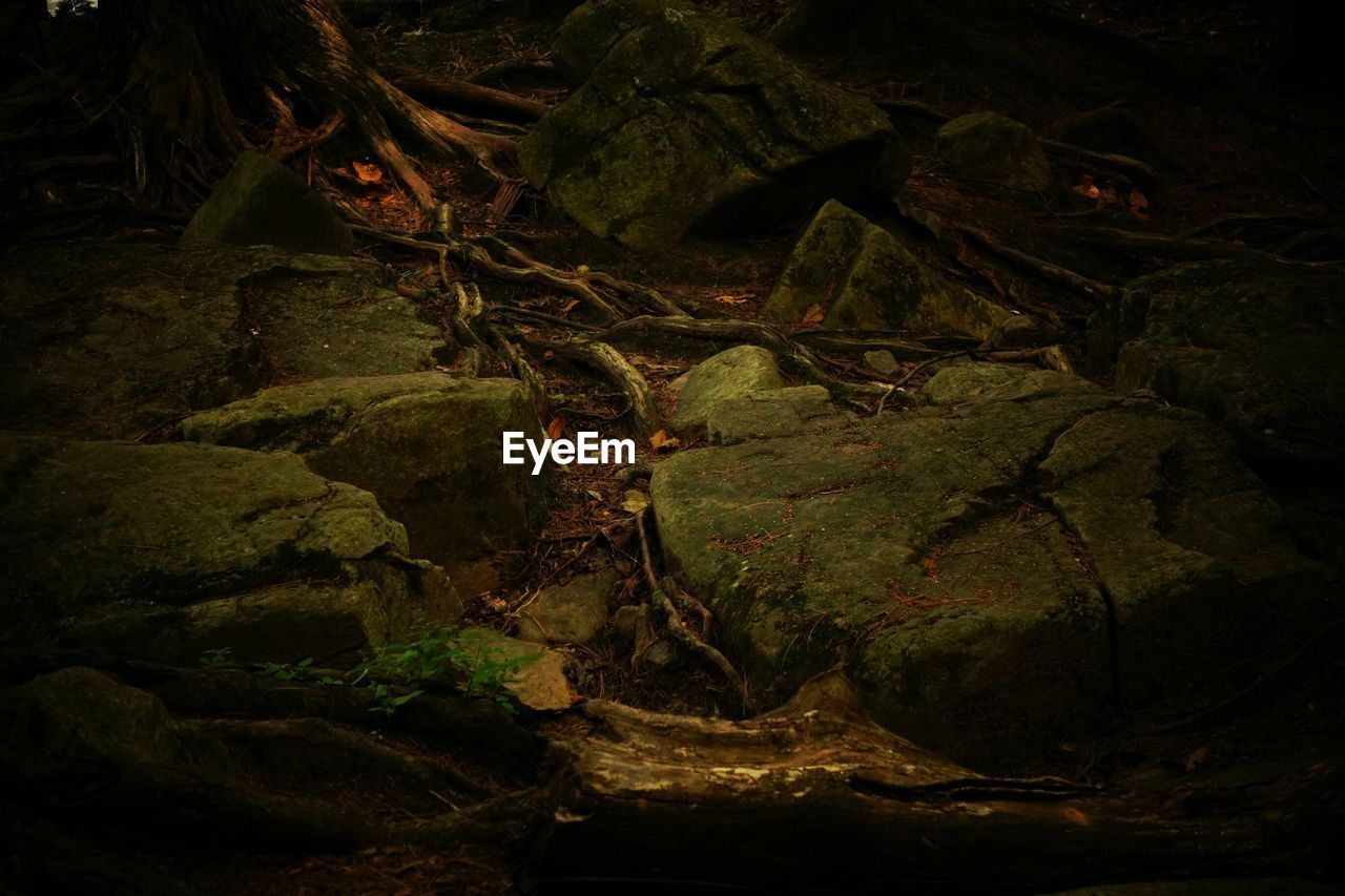 High angle view of moss covered rocks in forest