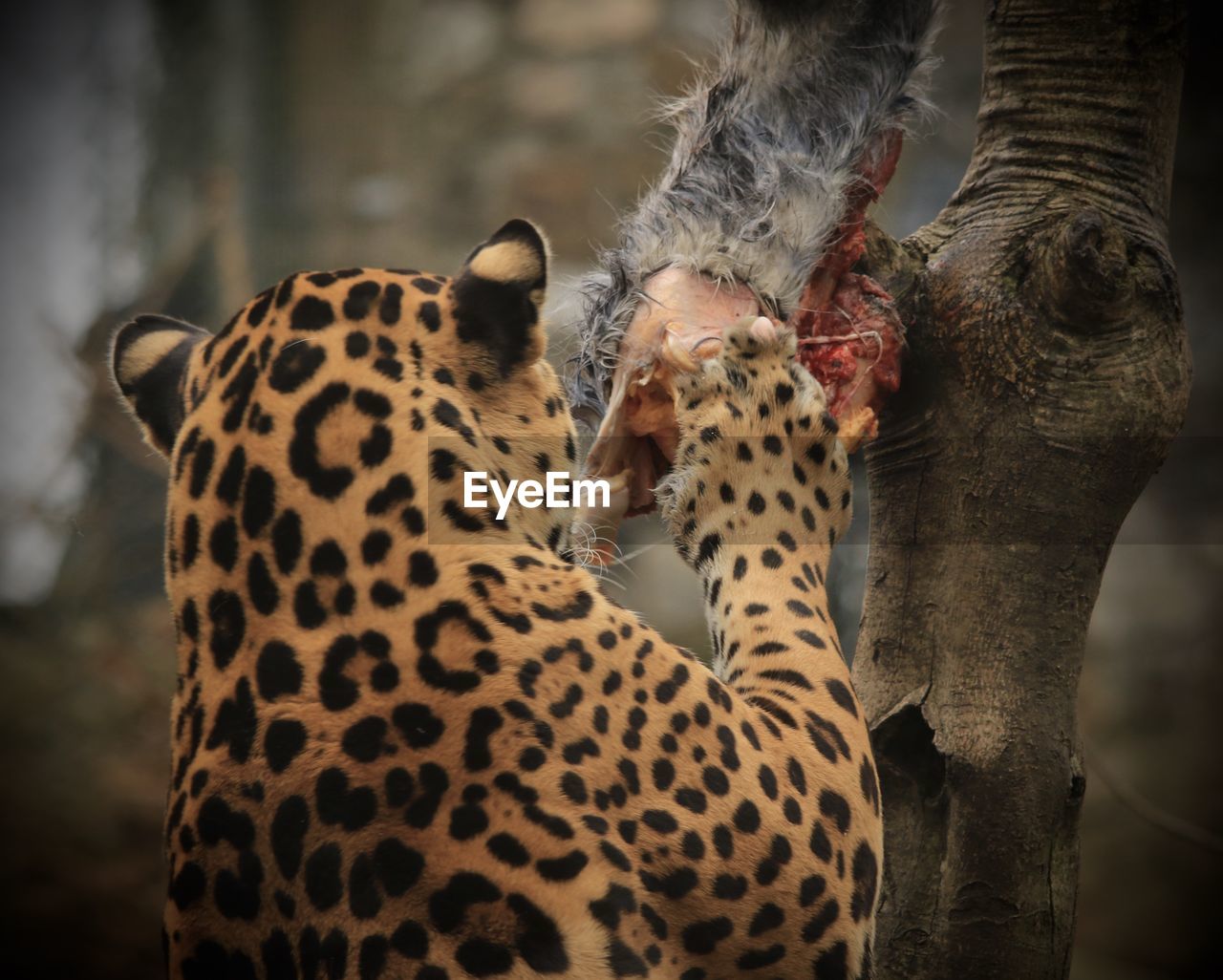 Rear view of jaguar eating prey