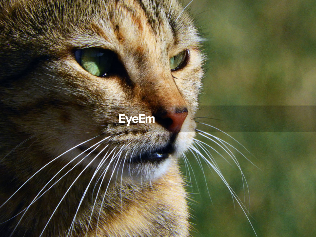 Wild cat with green eyes