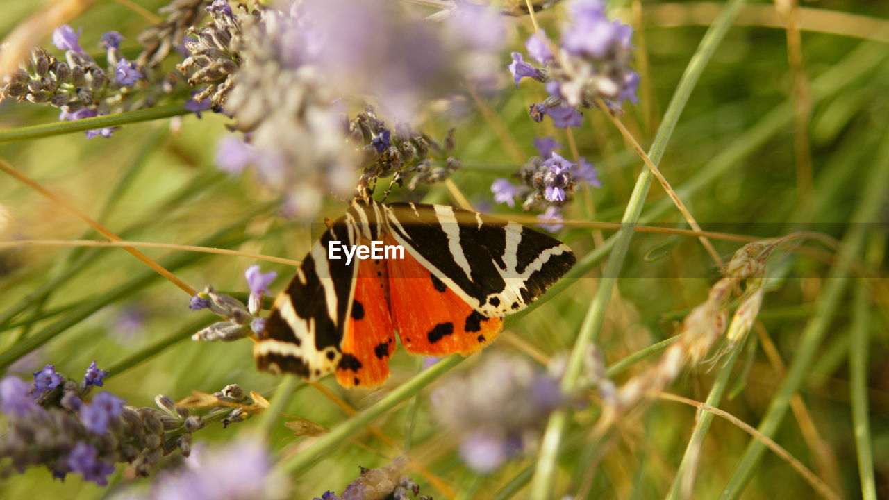 CLOSE-UP OF BUTTERFLY POLLINATING ON PURPLE FLOWER