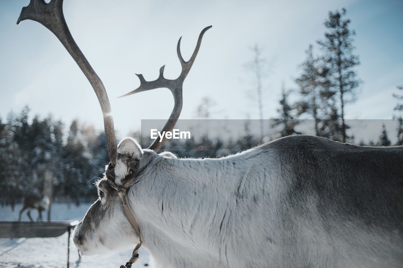 Close-up of reindeer
