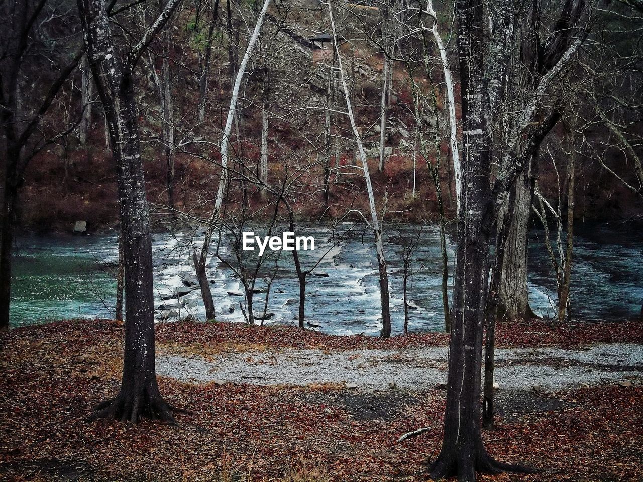 Scenic view of lake in forest during winter