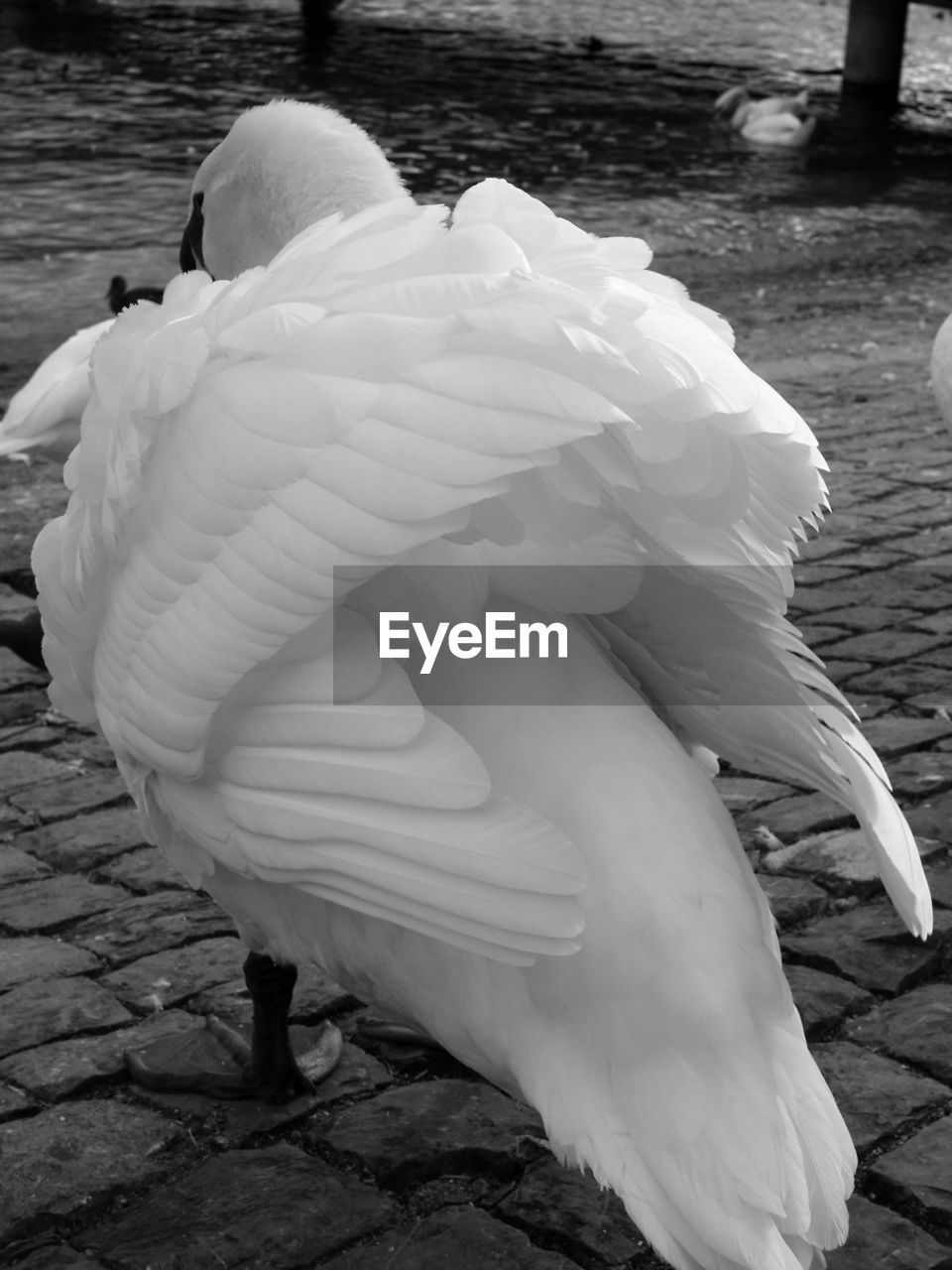 CLOSE-UP OF SWAN ON SHORE