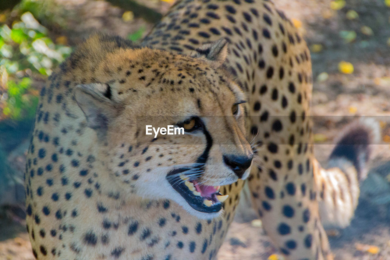 CLOSE-UP OF A CAT ON LAND