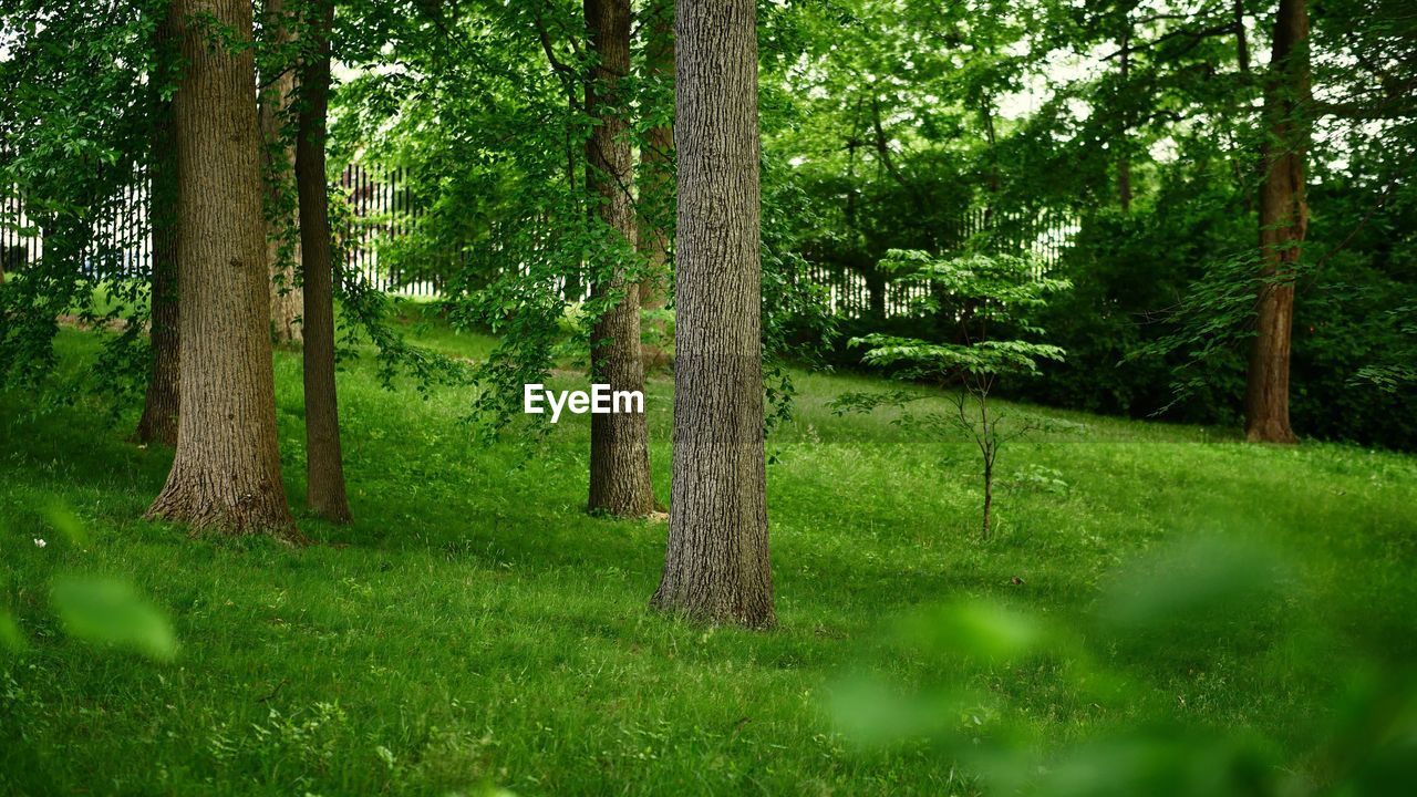 TREES AND GRASS IN FOREST