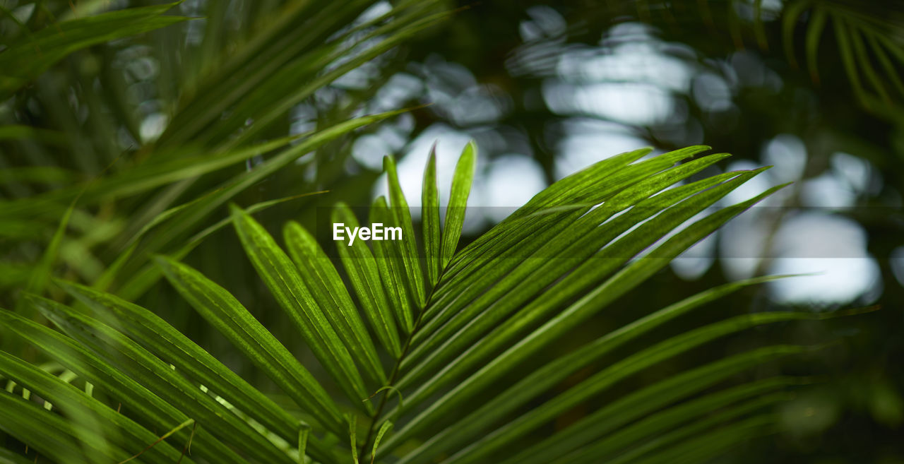 plant, tree, green, leaf, plant part, nature, beauty in nature, palm tree, growth, palm leaf, tropical climate, branch, close-up, no people, environment, sunlight, grass, flower, outdoors, freshness, backgrounds, vegetation, forest, frond, land, lush foliage, rainforest, foliage, macro photography, tranquility, plant stem, water, wet, day, botany, pine tree, summer, coniferous tree, pinaceae, pattern