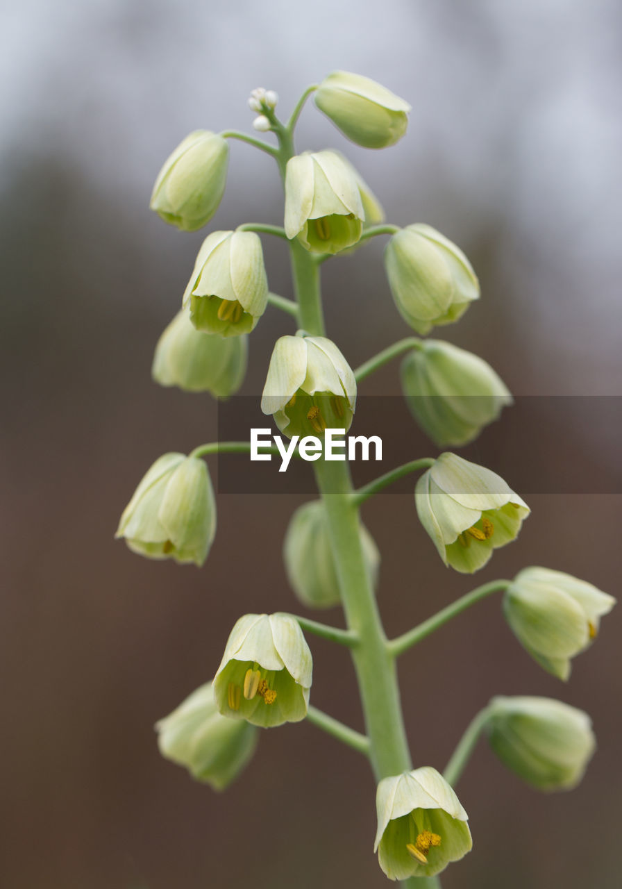 Close-up of flowering plant