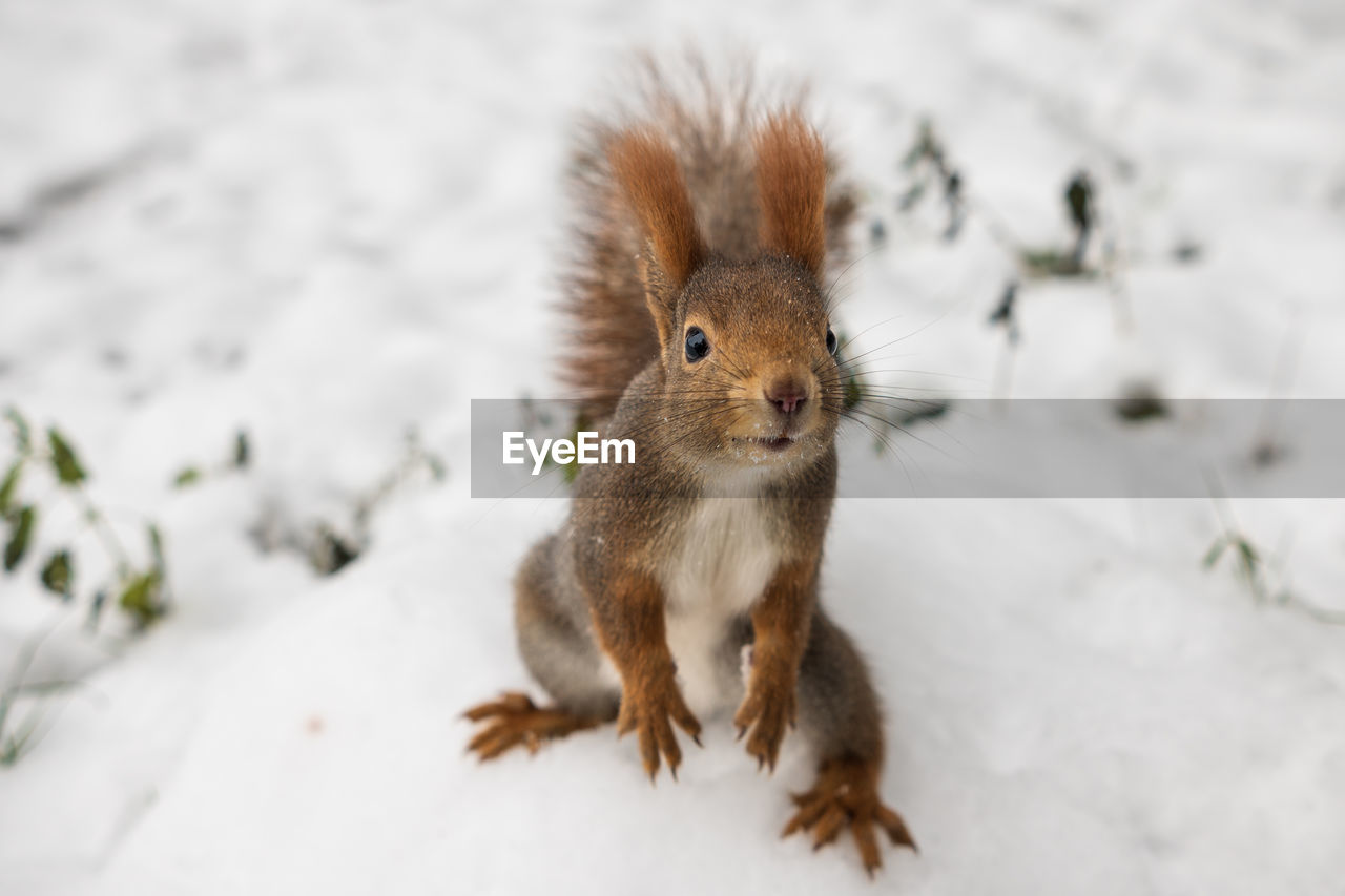 animal, animal themes, squirrel, animal wildlife, one animal, mammal, rodent, snow, winter, cold temperature, wildlife, whiskers, no people, cute, chipmunk, nature, portrait, outdoors, animal hair, close-up, brown, looking at camera, full length