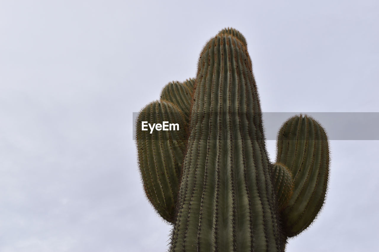 Low angle view of cactus plant - saguaro-  against sky during winter