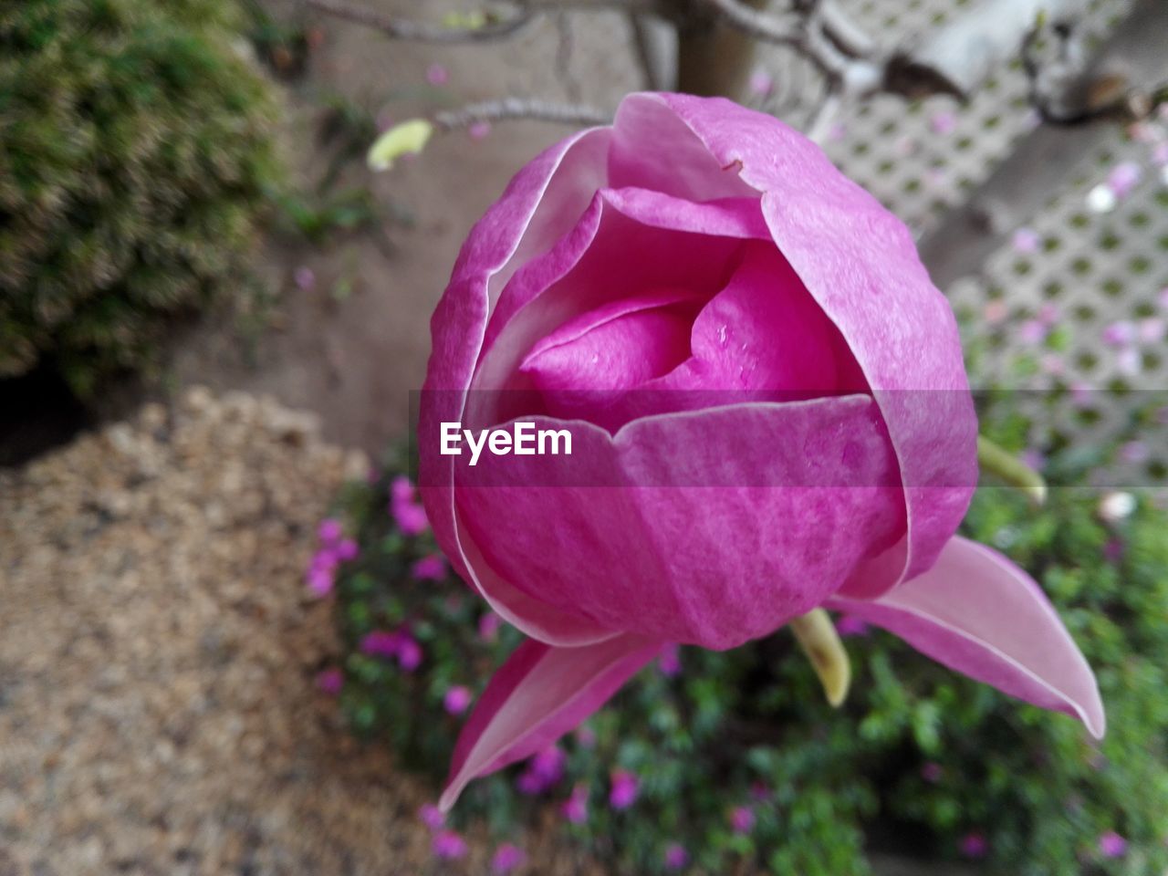 CLOSE-UP OF PINK CROCUS FLOWERS