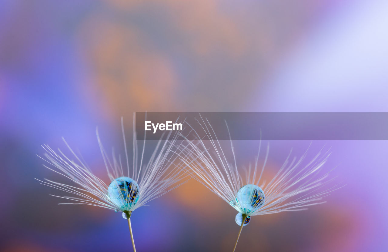 Extreme close-up of water drop on plant