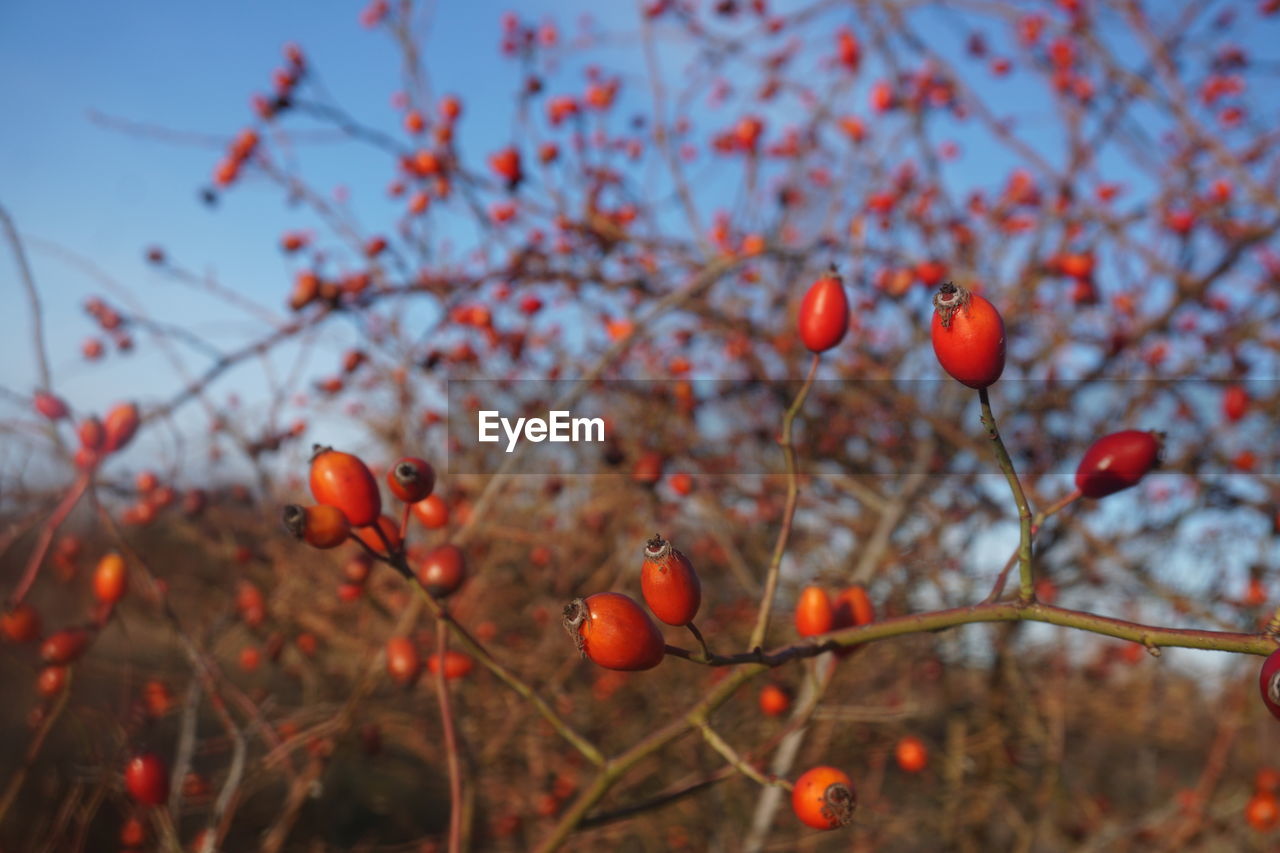 LOW ANGLE VIEW OF BERRIES ON TREE