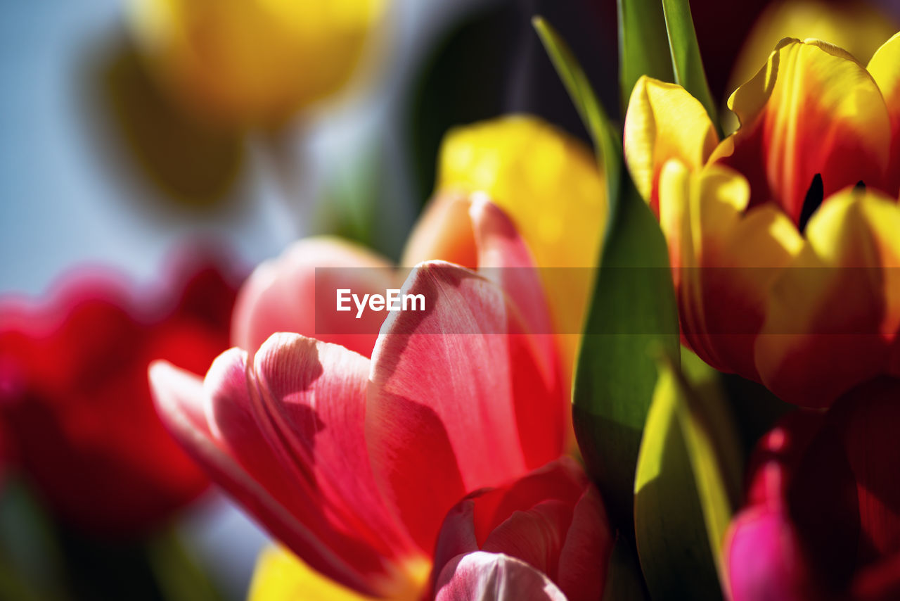 Close-up of red tulips