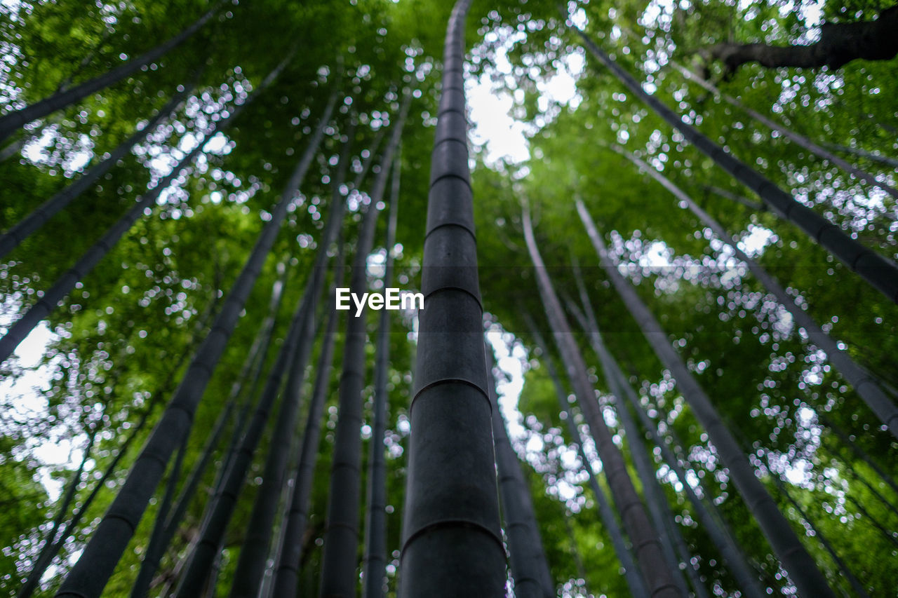 Low angle view of bamboo trees in forest