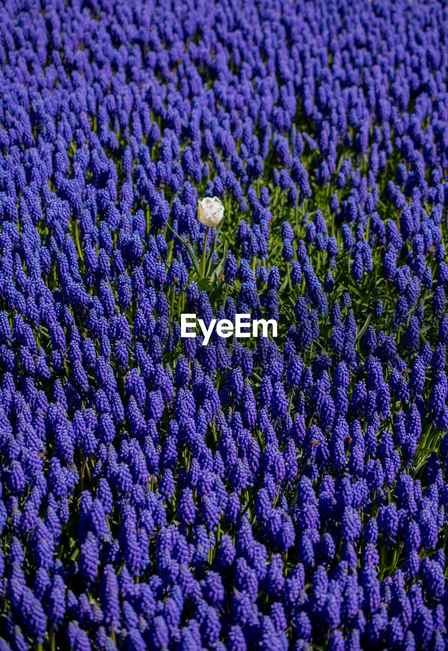 Full frame shot of purple flowering plants on field