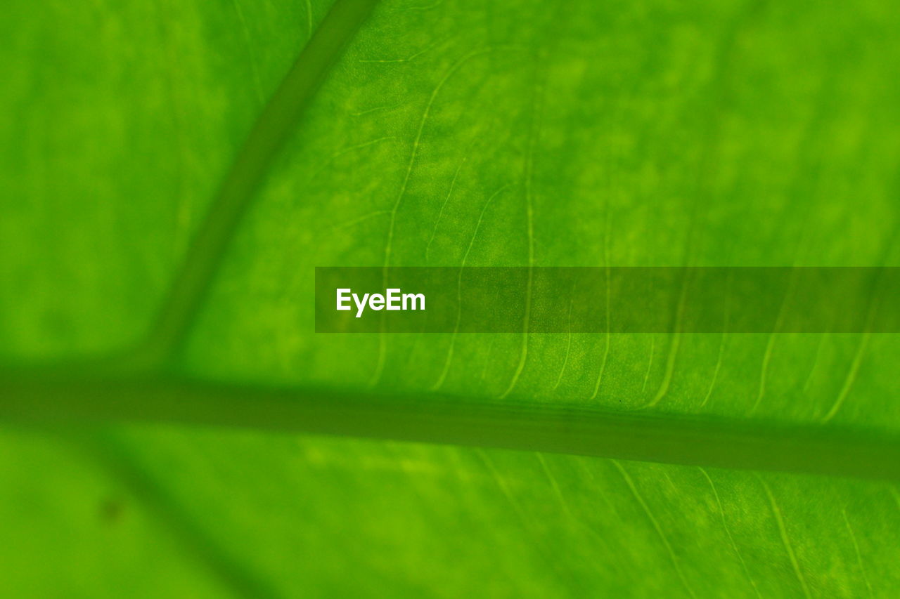 CLOSE-UP OF GREEN LEAF