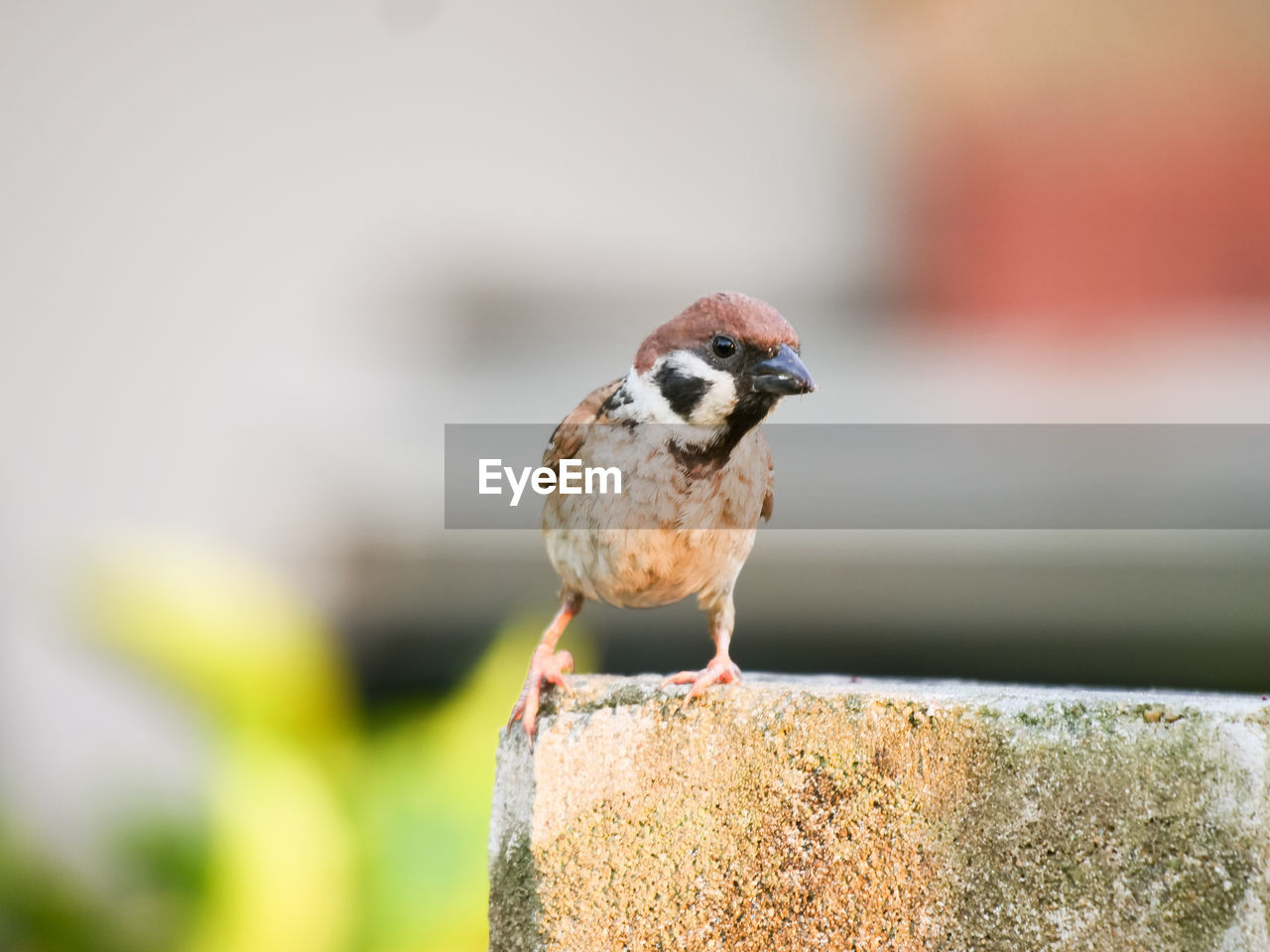 Close-up of bird perching