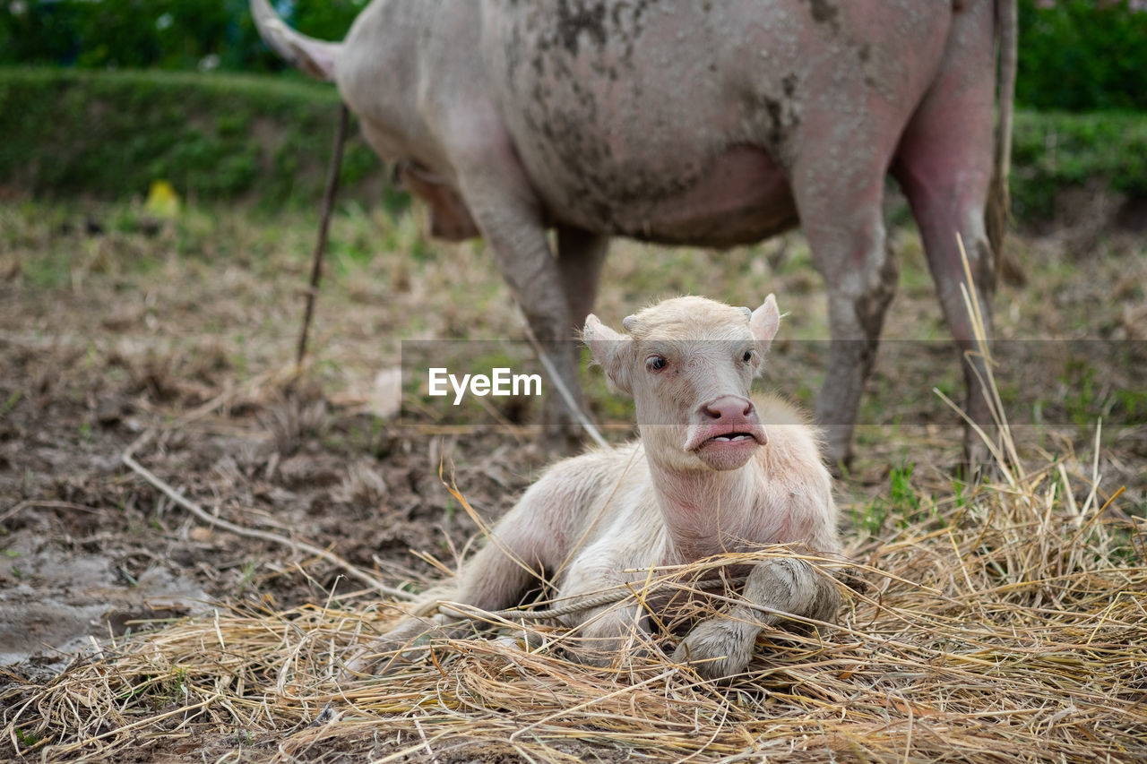 A small white buffalo sat on a straw. the background is a buffalo mother standing not far away.