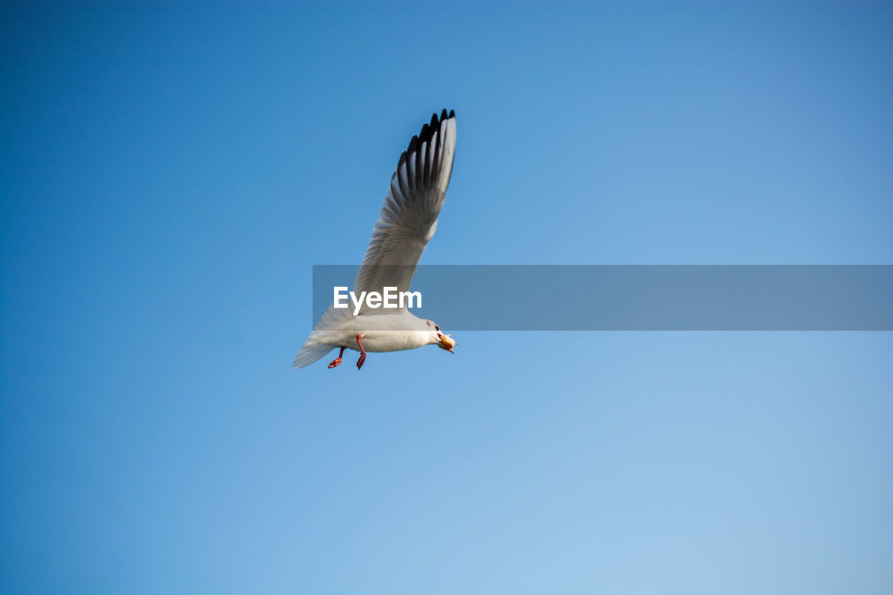 LOW ANGLE VIEW OF SEAGULL FLYING AGAINST CLEAR SKY