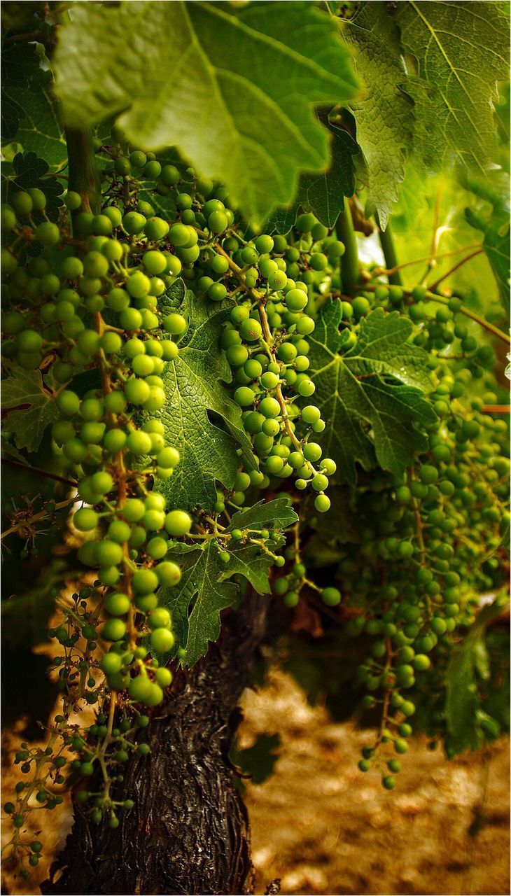 CLOSE-UP OF PLANTS