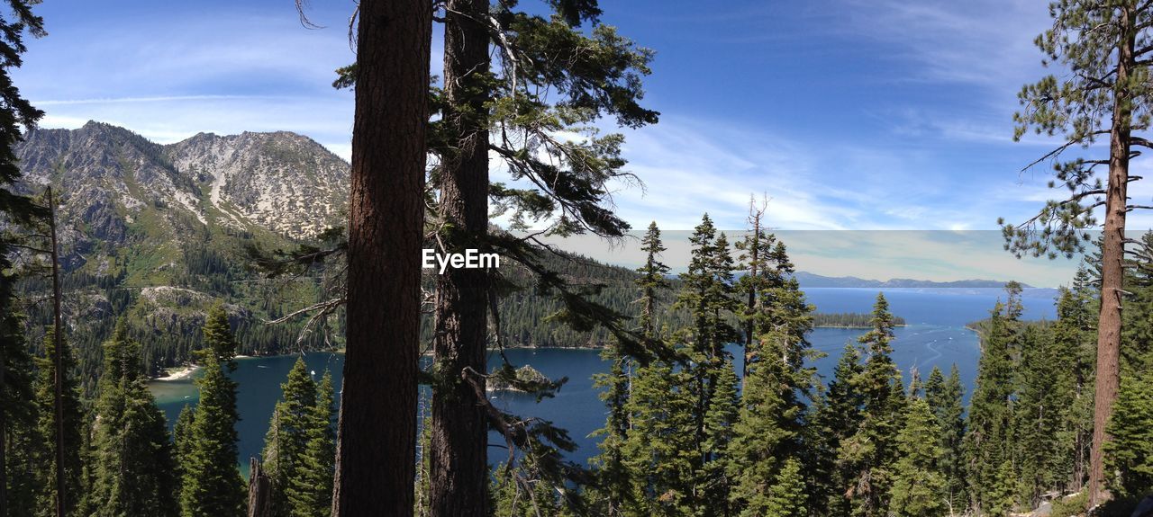 PANORAMIC VIEW OF PINE TREES