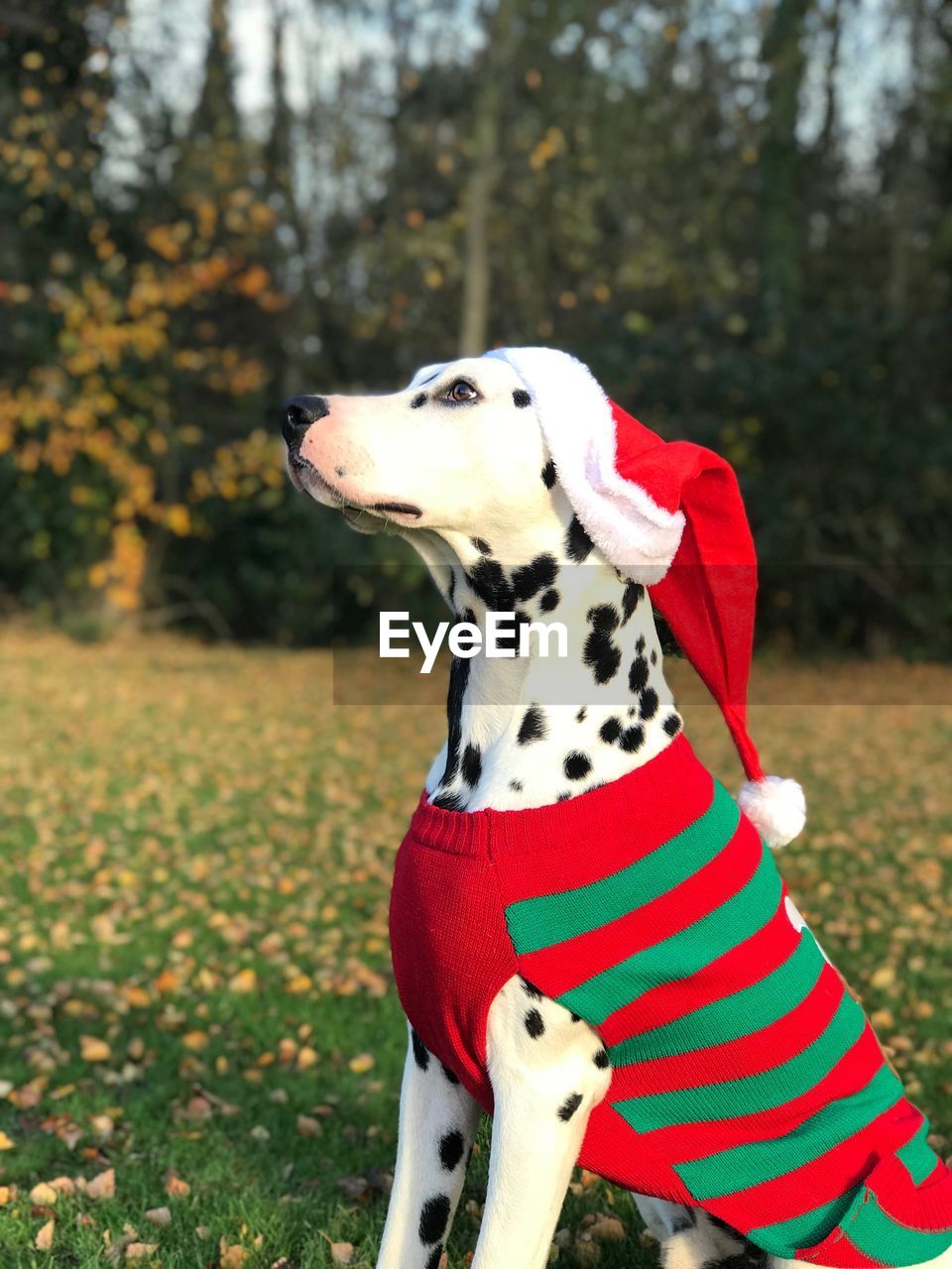 CLOSE-UP OF DOG ON FIELD