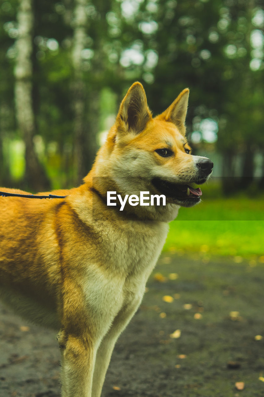 Akita inu on a walk with the owner