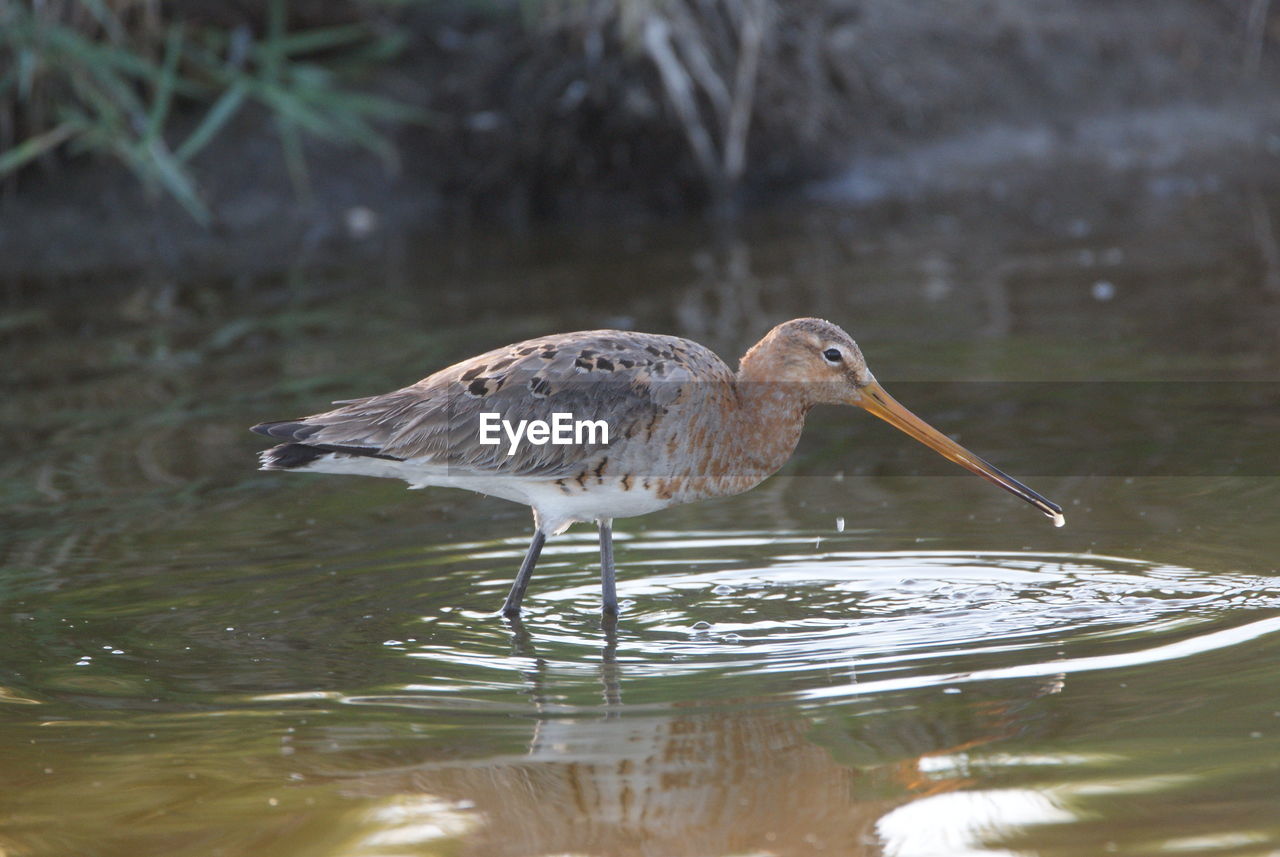 BIRD IN A LAKE