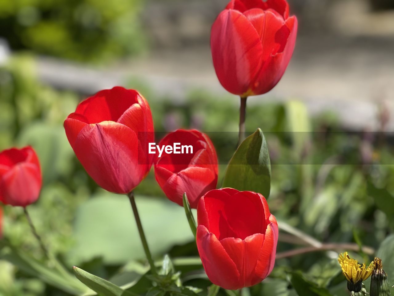 CLOSE-UP OF RED TULIP FLOWERS