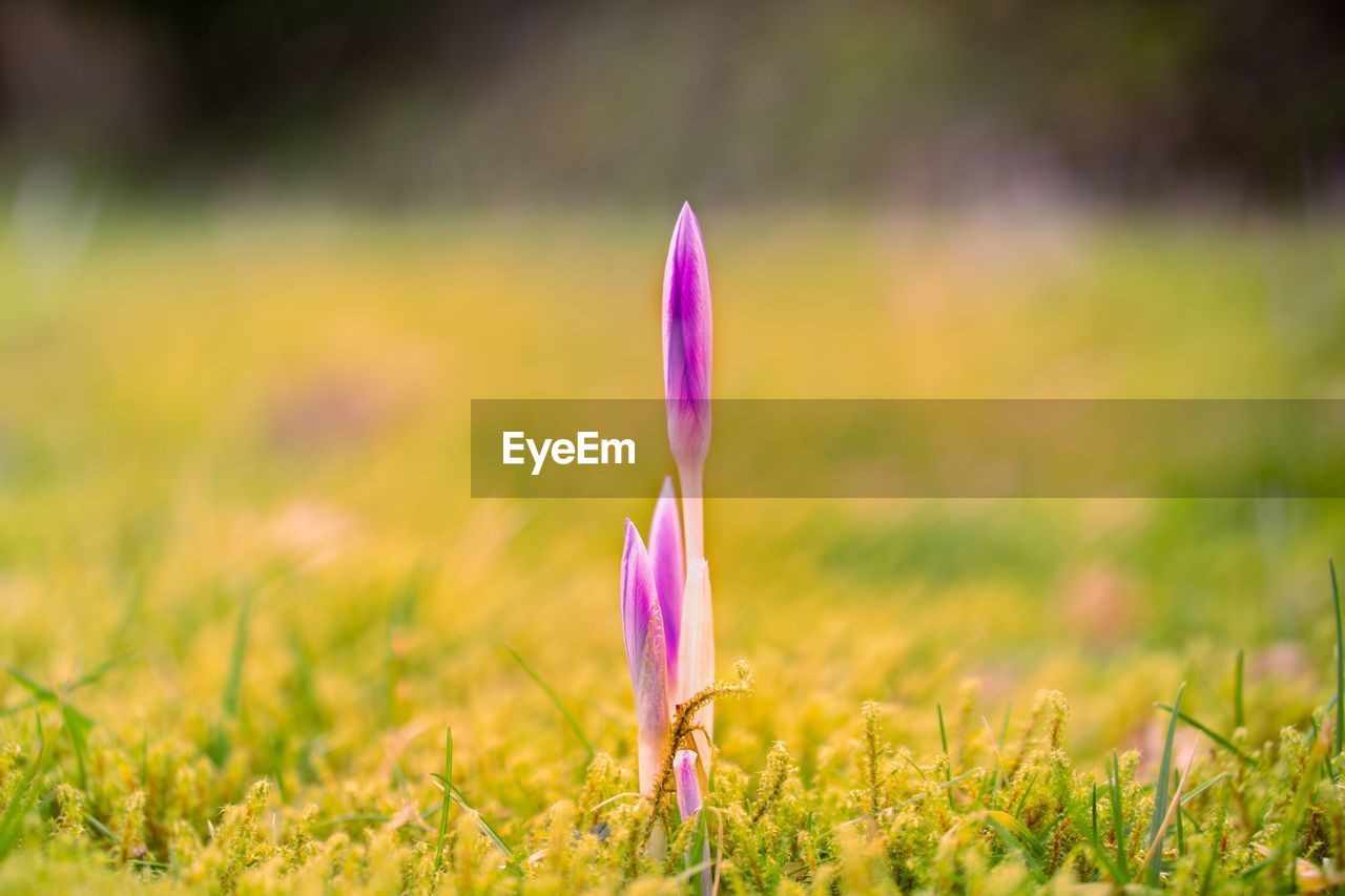 Close-up of pink crocus flowers on field