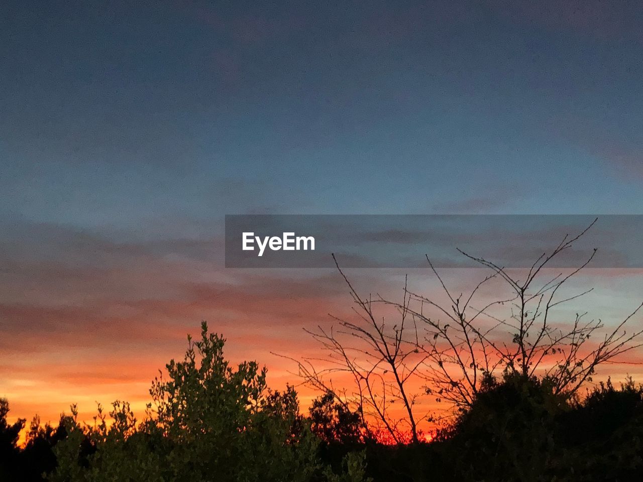 LOW ANGLE VIEW OF SILHOUETTE TREES AGAINST DRAMATIC SKY