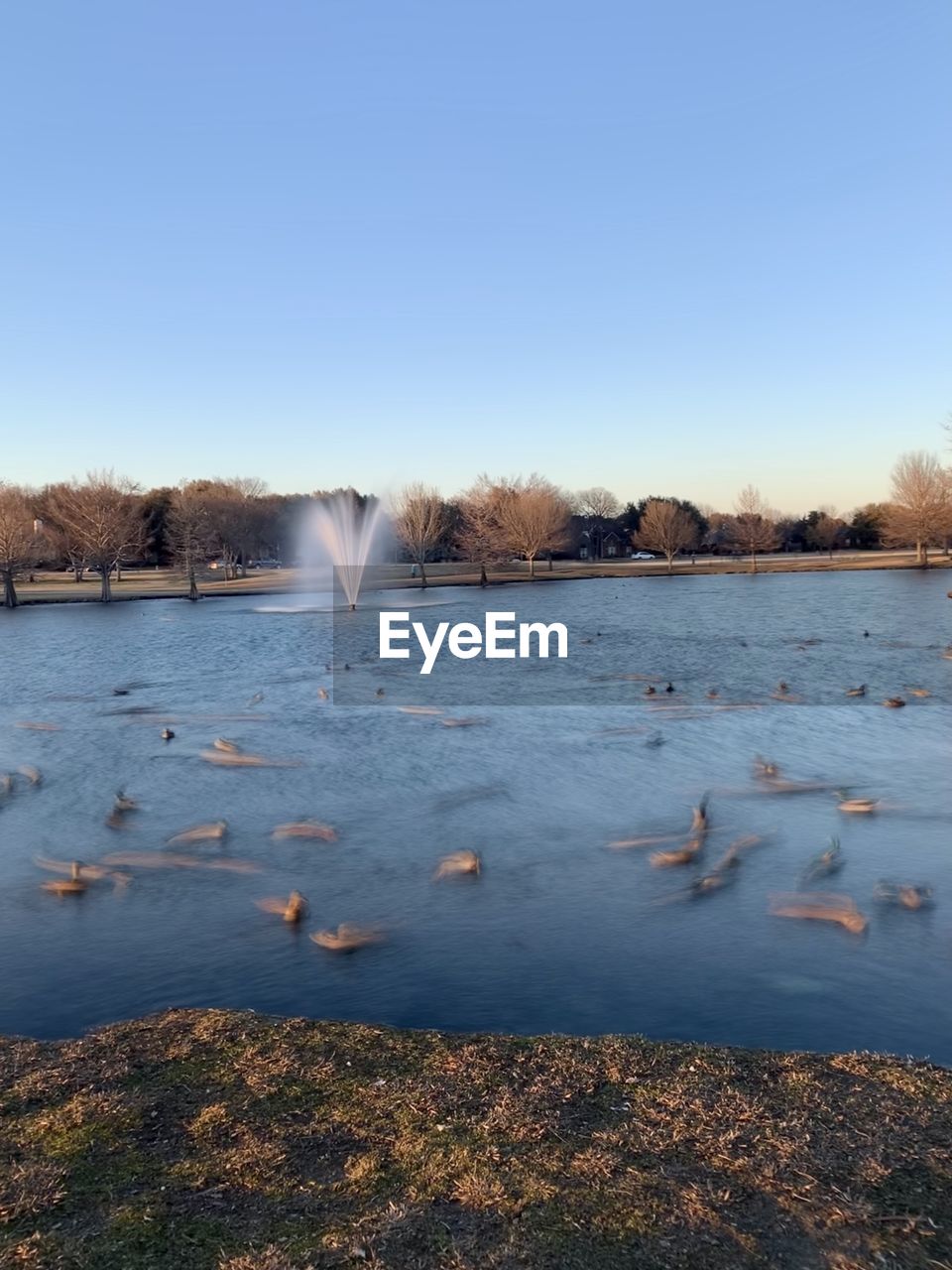 FLOCK OF BIRDS IN LAKE AGAINST SKY