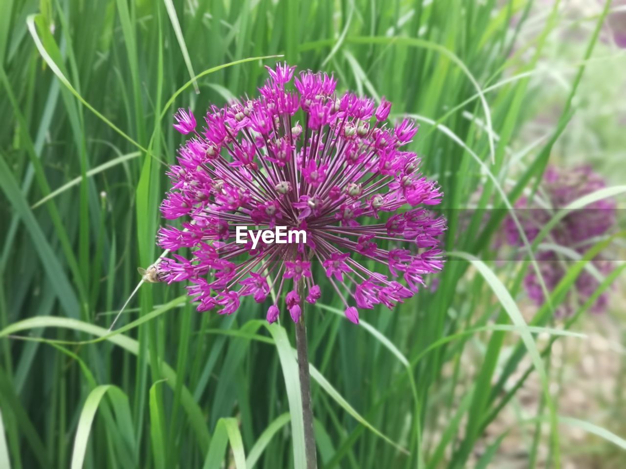 Close-up of pink flowering plant on field