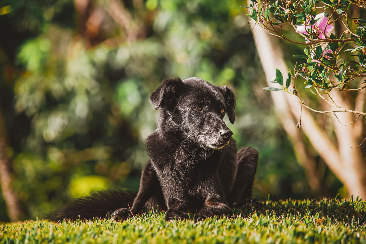 DOG SITTING IN A PLANT