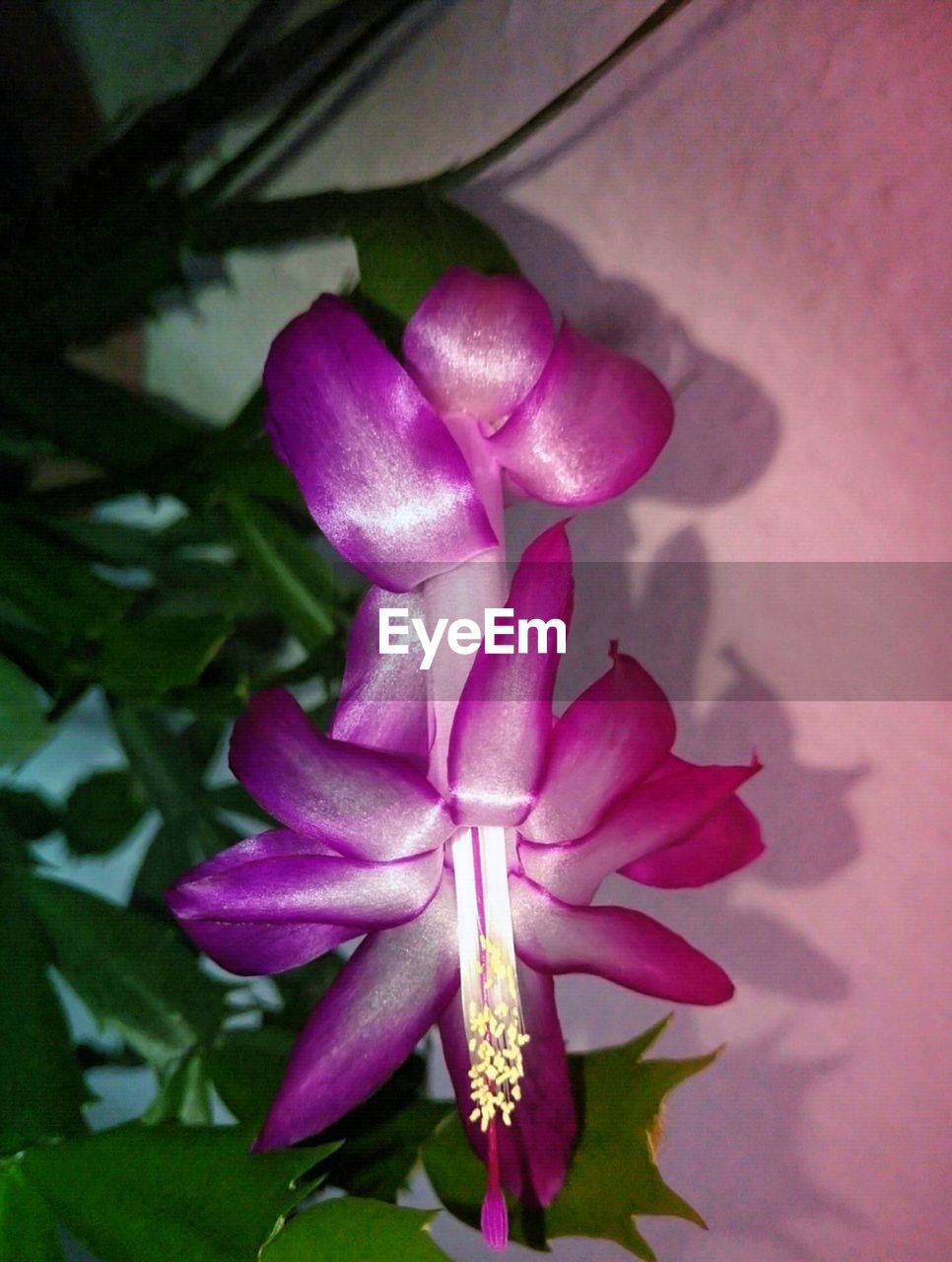 CLOSE-UP OF PINK FLOWER