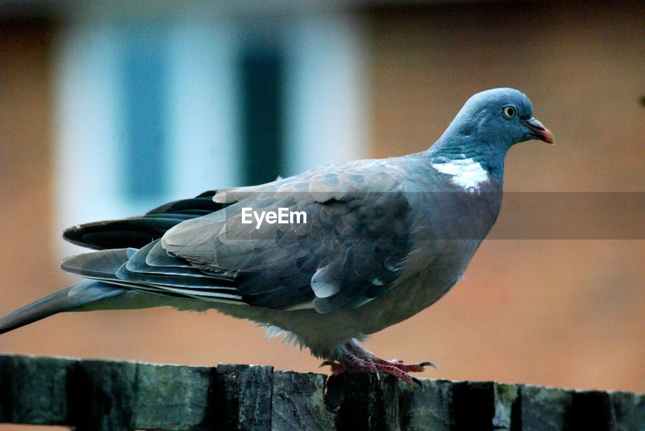 CLOSE-UP OF SEAGULL PERCHING ON WOOD