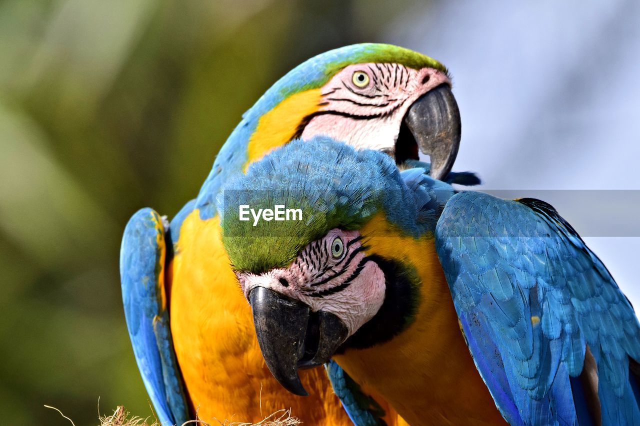 Close-up of a parrot