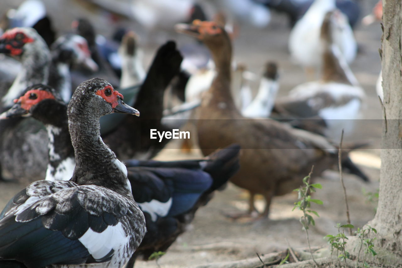 Close-up of ducks on beach