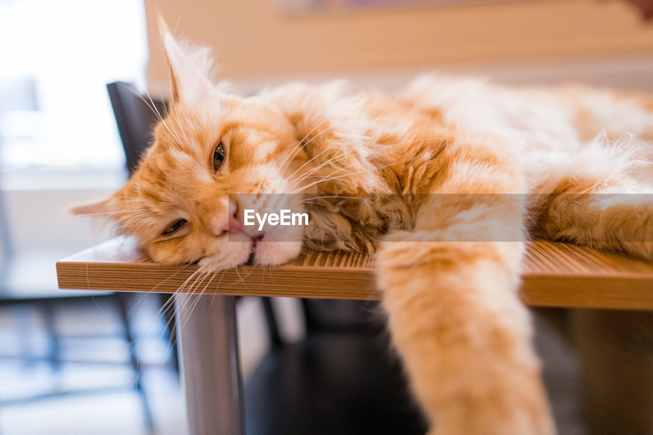 Cat sleeping on table, selective focus