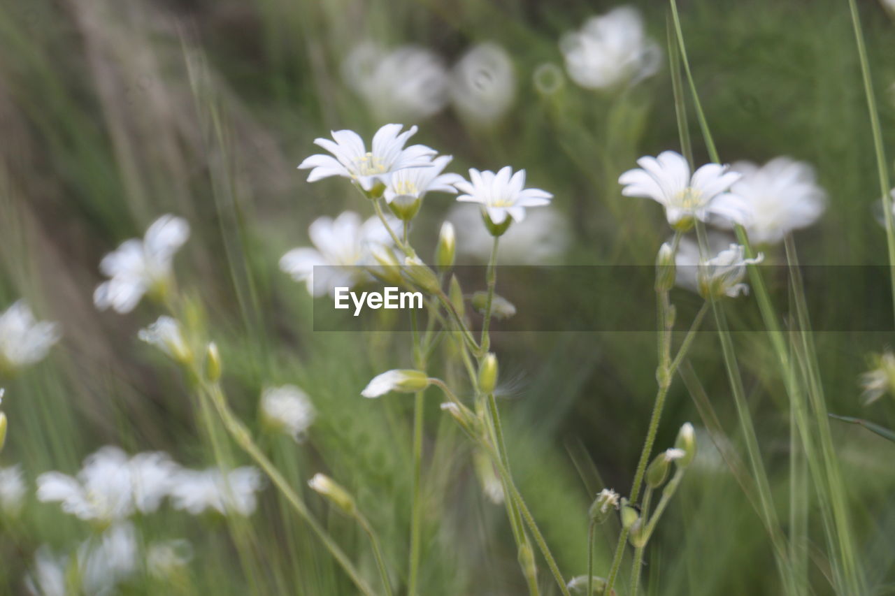 Close-up of white flowering plants on field